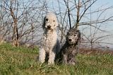 BEDLINGTON TERRIER 100